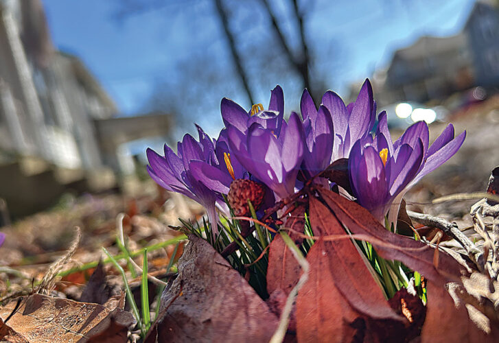 Picture This: Springing Up